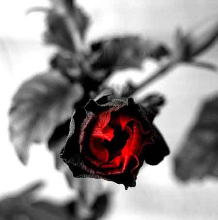 دانلود آهنگ کجایی درد دوریت امونمو بریده حمید فلاح